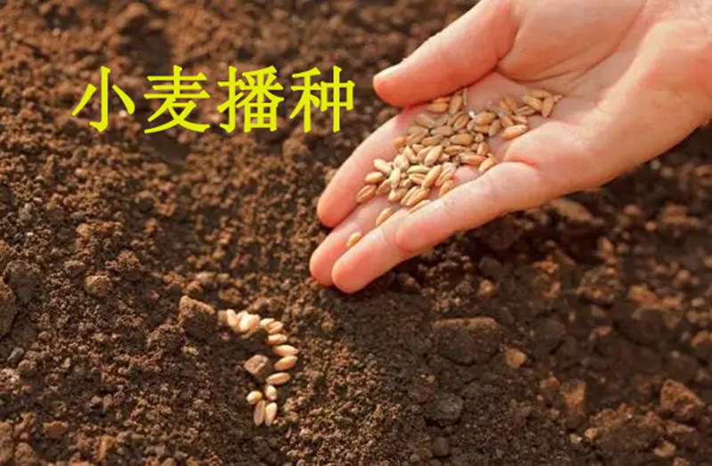 植保知識(shí)——冬小麥播種五大關(guān)鍵技術(shù)(圖1)