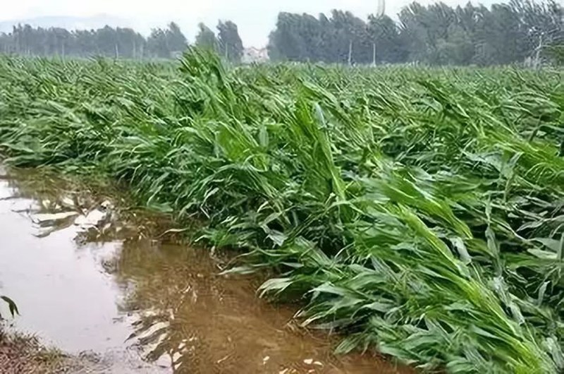 暴雨過(guò)后，應(yīng)做好這些事！(圖2)